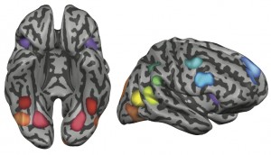 human brain with regions of interest superimposed